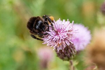 Close-up of an early bumblebee (Bombus pratorum) collecting pollen from a pink thistle flower