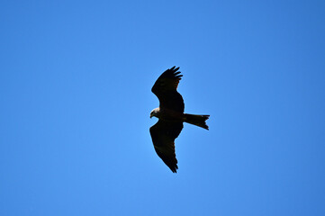 black kite close-up in natural conditions on a summer day