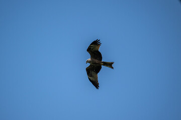 black kite close-up in natural conditions on a summer day