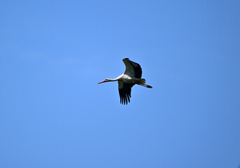 beautiful stork close-up in natural conditions on a summer day