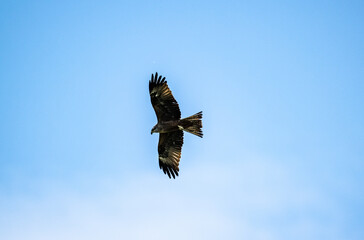 black kite close-up in natural conditions on a summer day