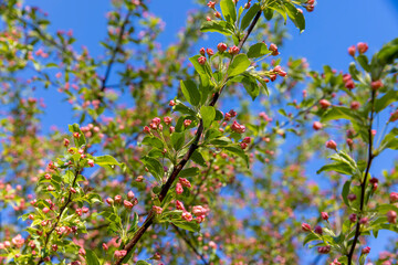 green foliage and red flowers of an apple tree during flowering