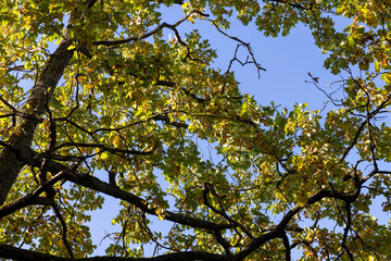 Oak tree in autumn leaf fall in sunny weather