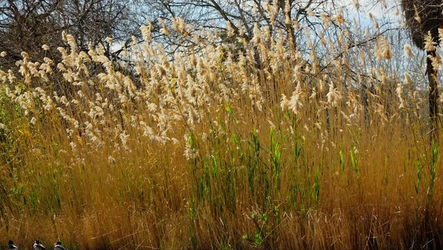 A picturesque field of tall grass with majestic trees in the background