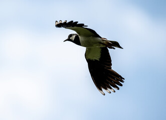 common lapwing bird in natural conditions on a summer day