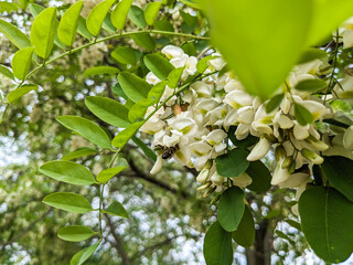 A bee on white acacia flowers collects nectar. Pollination of trees.