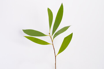 Eucalyptus Kayu putih Melaleuca leucadendra on white background