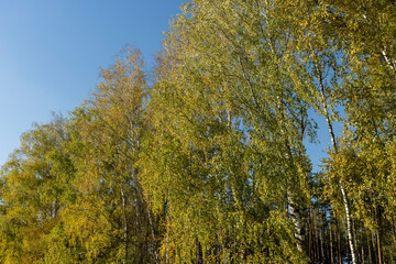 Obraz premium sunny autumn weather in a birch forest with a blue sky