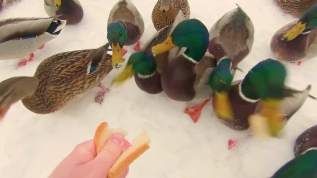 Feeding of Wild Ducks in Cold Winter Day - First Person View, Slow Motion. Much Hungry Birds in a Wild. Birds Fighting for Food. Feeding Ducks, Swans and Seagulls with the Bread - POV