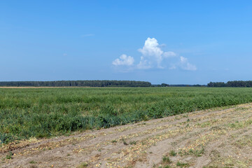 A field with a ripe onion harvest during the food harvest