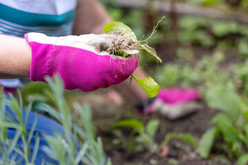 Close-up of manual weed control during seasonal garden cleanup. Fits blog posts, checklists, and service promos focused on spring maintenance and eco-friendly care.