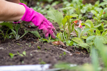 Detail shot of a gloved worker removing weeds from a cultivated bed. Perfect for landscaping services, lawn care advertising, and property upkeep materials. No recognizable person.