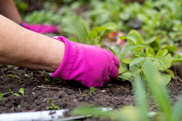 Close up of women in gloves working in the garden. Sunny sommer day