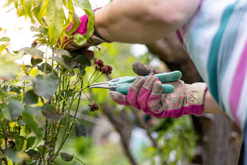 Close up of women in gloves working in the garden. Sunny sommer day