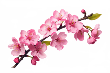 Beautiful flowers sakura isolated on white