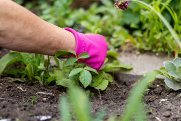 Close up of women in gloves working in the garden. Sunny sommer day