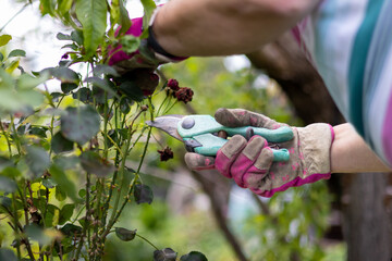 Close up of women in gloves working in the garden. Sunny sommer day