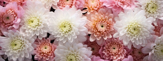 Flowers background banner texture - Closeup of pink white beautiful blooming chrysanthemums chrysanthemum field, top view (Generative Ai) - obrazy, fototapety, plakaty