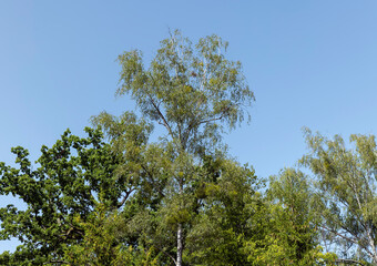 Obraz premium Trees in a mixed forest in summer