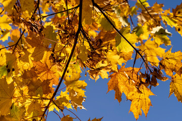 Yellowing maple foliage in the autumn season