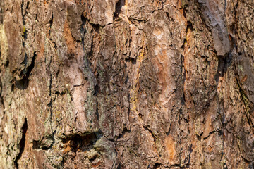 details of the trunk of an old pine with bark of brown shades