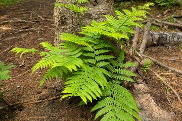 Natural green fern in the forest. Close up
