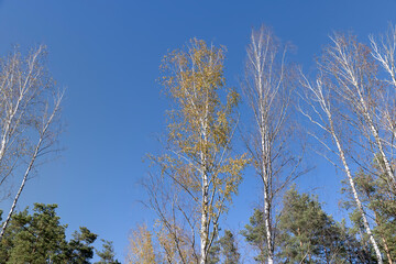 sunny autumn weather in a birch forest with a blue sky