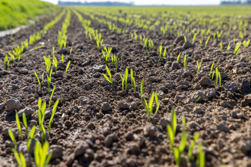 agricultural field with green signs in the spring season