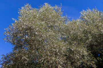 Deciduous trees with green foliage in summer