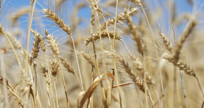 Organic wheat farm in a summer time waiting for harvest. Agriculture concept 4k video. Wheat spikes dancing and waving in the wind. Organic Seeds for Food Basic Sources.