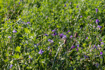 Fototapeta premium field with grass for harvesting fodder for cows