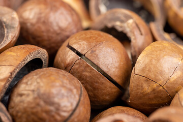 A bunch of ripe macadamia nuts in a hard shell