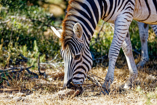  Steppenzebra