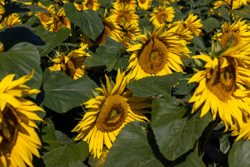 Sunflower field with flowers and bees