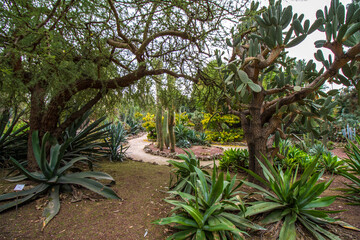 Plants and trees at Valencia Botanical Garden, Spain