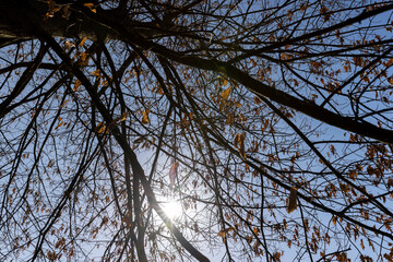 the old dry oak foliage hanging on the branches