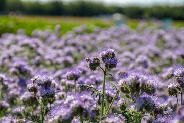 Obraz premium Lacy phacelia, blue tansy or purple tansy. Phacelia tanacetifolia