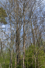 Obraz na płótnie Canvas trees in the forest in the spring season