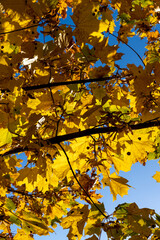 Maple tree foliage in autumn