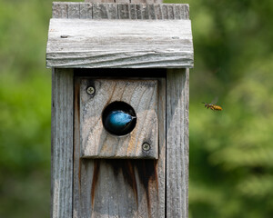 Tree Swallow Eyeing a Bee