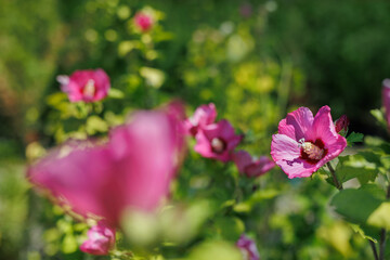 Fototapeta premium Beautifully blooming pink hibiscus on a background of green leaves