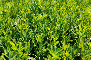 Fototapeta premium Seedlings of ornamental trees and shrubs in the nursery for plants