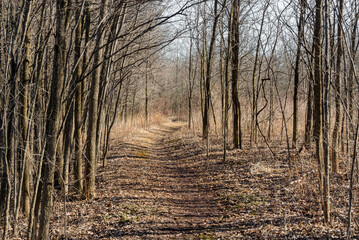 Obraz premium Secluded Trail Path Through The Forest In Winter