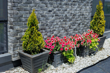 Stylish planters with thuja and flowers. Landscape design
