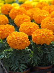 Flower of Happiness, Marigold

