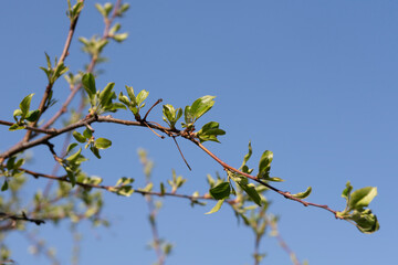 Blossoming green leaves on a tree branch against the sky.