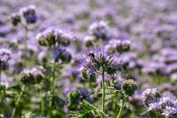 Lacy phacelia, blue tansy or purple tansy. Phacelia tanacetifolia