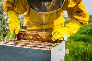 Manos de apicultor sosteniendo un cuadro de colmenas en campo a luz del dia.