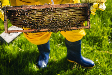 Apicultor trabajando con panal de abejas en las manos a luz del dia.