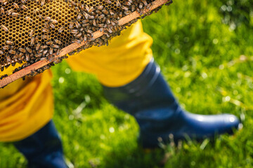 Macro de abejas en las manos de apicultor trabajando. 